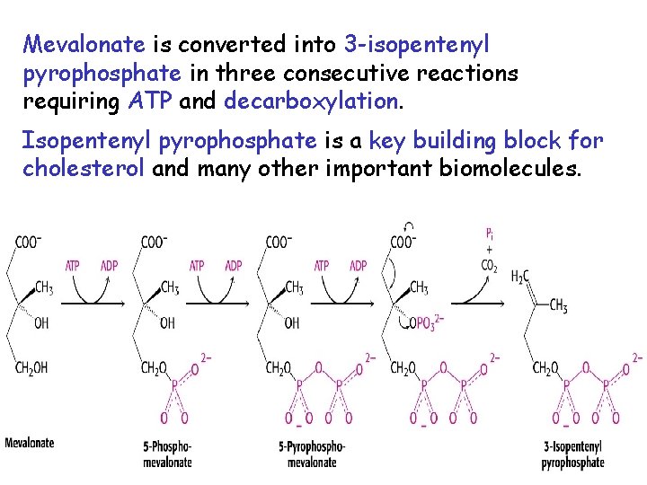 Mevalonate is converted into 3 -isopentenyl pyrophosphate in three consecutive reactions requiring ATP and