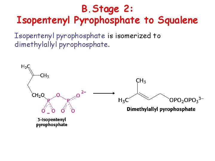 B. Stage 2: Isopentenyl Pyrophosphate to Squalene Isopentenyl pyrophosphate is isomerized to dimethylallyl pyrophosphate.