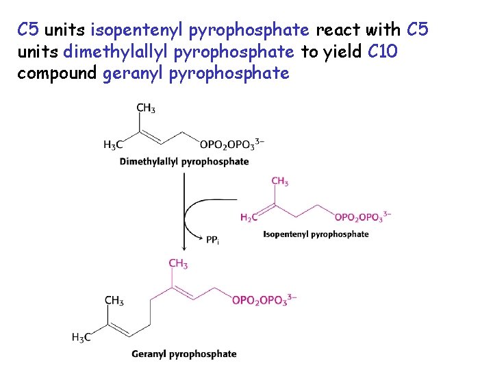 C 5 units isopentenyl pyrophosphate react with C 5 units dimethylallyl pyrophosphate to yield