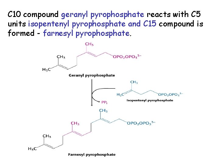 C 10 compound geranyl pyrophosphate reacts with C 5 units isopentenyl pyrophosphate and C