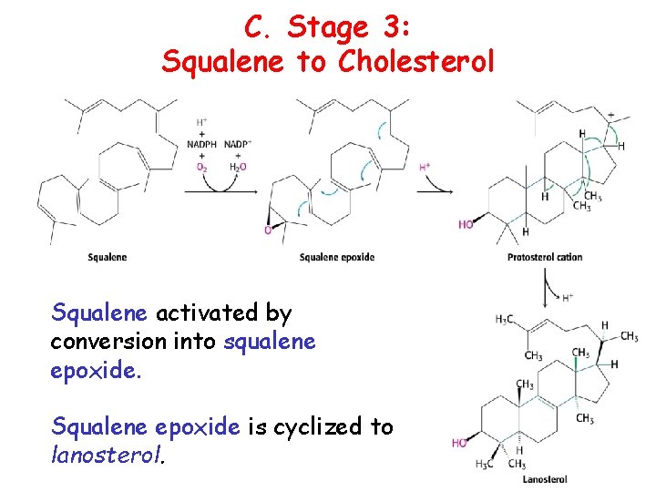 C. Stage 3: Squalene to Cholesterol Squalene activated by conversion into squalene epoxide. Squalene