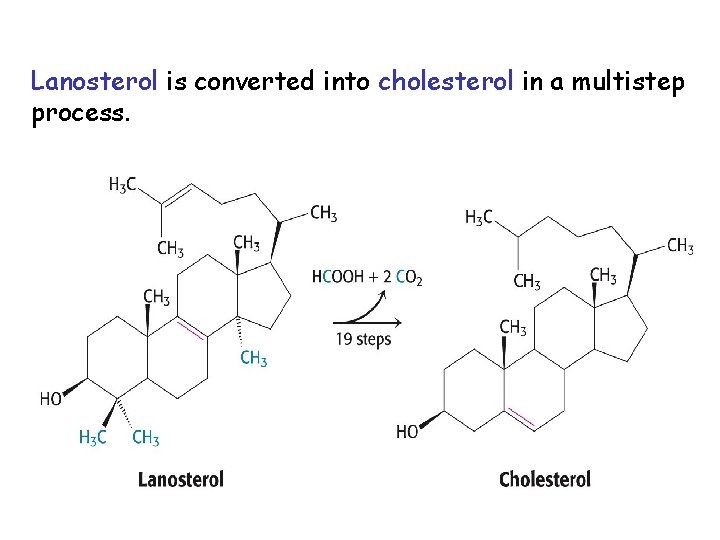 Lanosterol is converted into cholesterol in a multistep process. 