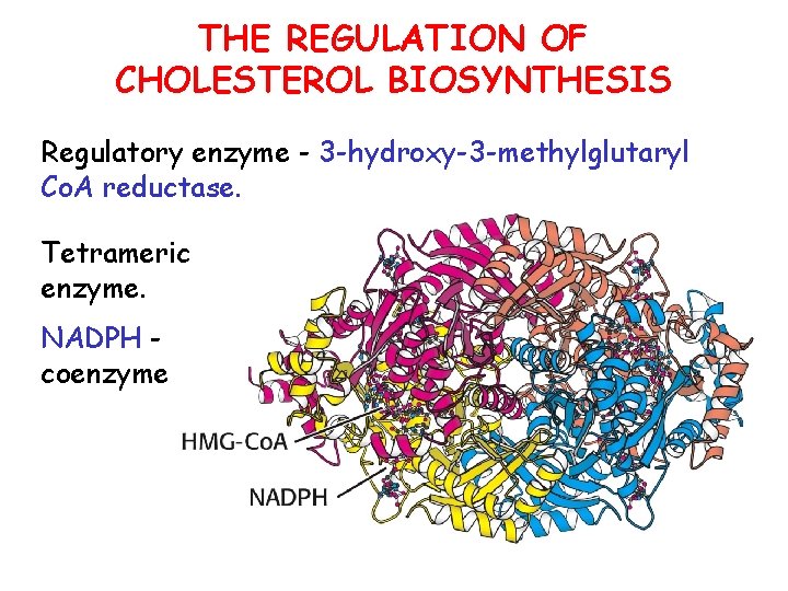 THE REGULATION OF CHOLESTEROL BIOSYNTHESIS Regulatory enzyme - 3 -hydroxy-3 -methylglutaryl Co. A reductase.
