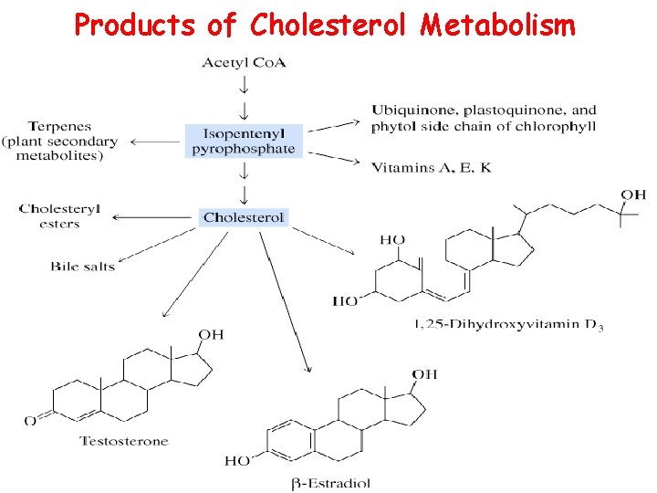 Products of Cholesterol Metabolism 