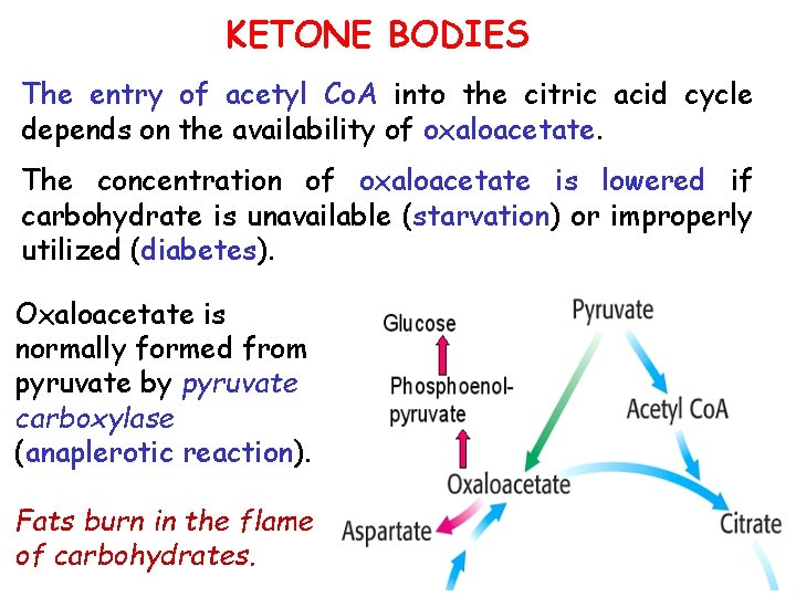 KETONE BODIES The entry of acetyl Co. A into the citric acid cycle depends