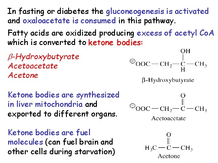 In fasting or diabetes the gluconeogenesis is activated and oxaloacetate is consumed in this