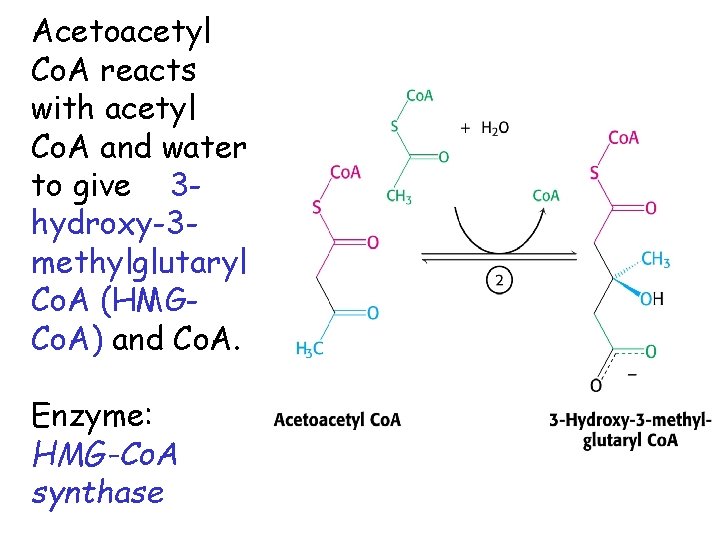 Acetoacetyl Co. A reacts with acetyl Co. A and water to give 3 hydroxy-3