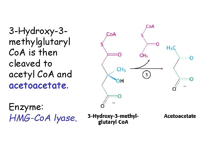 3 -Hydroxy-3 methylglutaryl Co. A is then cleaved to acetyl Co. A and acetoacetate.
