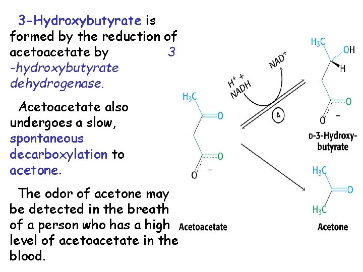 3 -Hydroxybutyrate is formed by the reduction of acetoacetate by 3 -hydroxybutyrate dehydrogenase. Acetoacetate