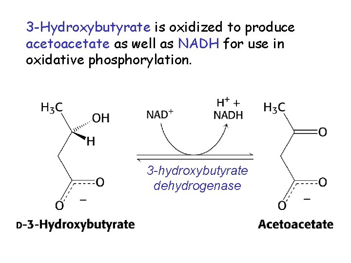 3 -Hydroxybutyrate is oxidized to produce acetoacetate as well as NADH for use in