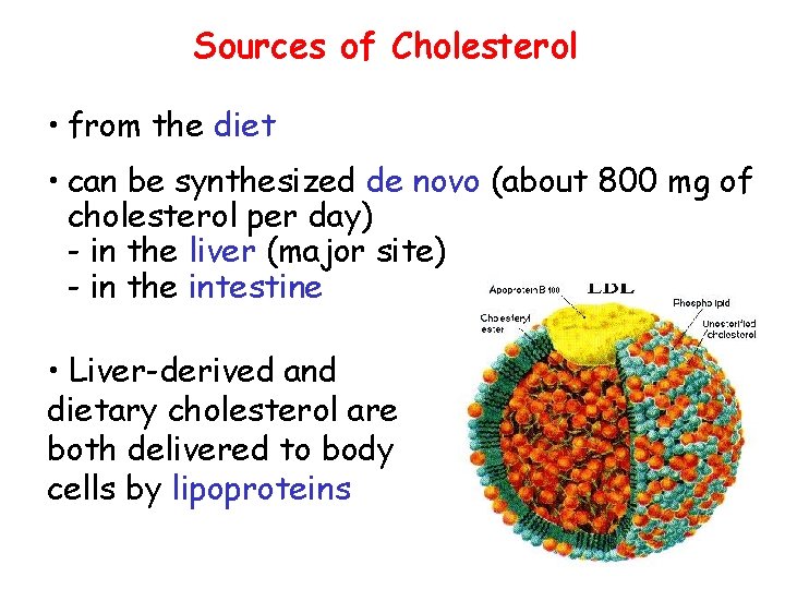 Sources of Cholesterol • from the diet • can be synthesized de novo (about