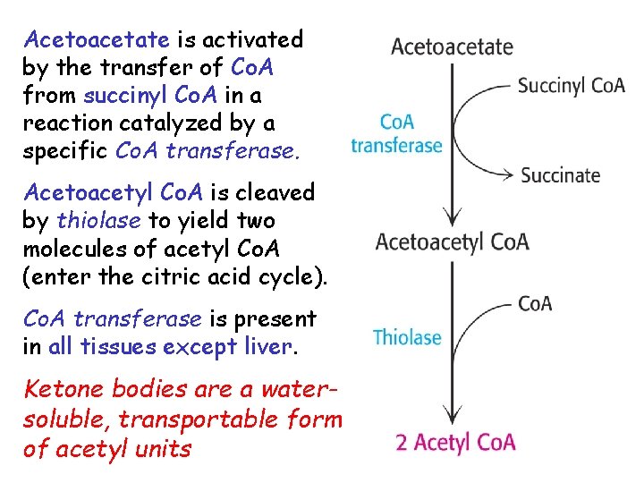 Acetoacetate is activated by the transfer of Co. A from succinyl Co. A in