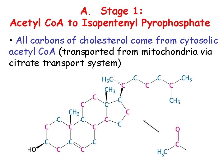 A. Stage 1: Acetyl Co. A to Isopentenyl Pyrophosphate • All carbons of cholesterol