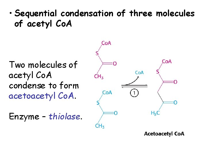  • Sequential condensation of three molecules of acetyl Co. A Two molecules of