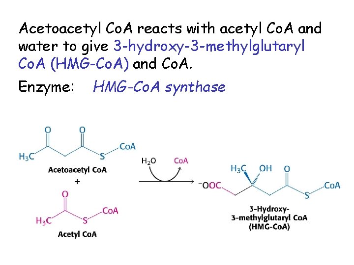 Acetoacetyl Co. A reacts with acetyl Co. A and water to give 3 -hydroxy-3