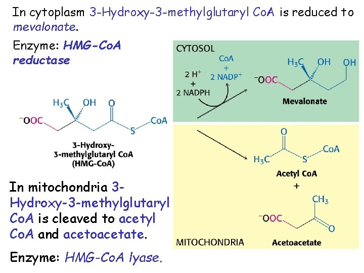 In cytoplasm 3 -Hydroxy-3 -methylglutaryl Co. A is reduced to mevalonate. Enzyme: HMG-Co. A