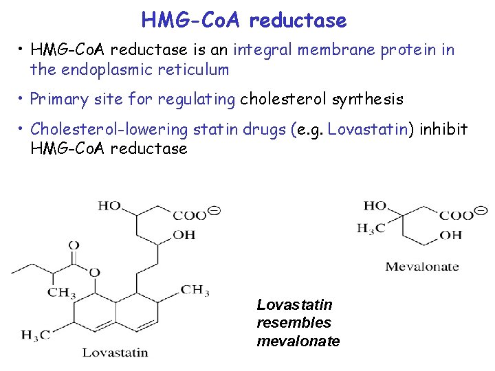 HMG-Co. A reductase • HMG-Co. A reductase is an integral membrane protein in the