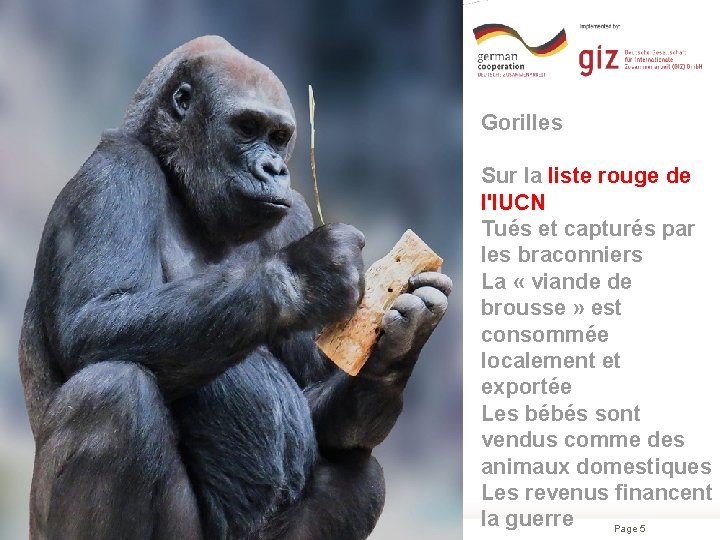 Gorilles 25/09/2020 Sur la liste rouge de l'IUCN Tués et capturés par les braconniers