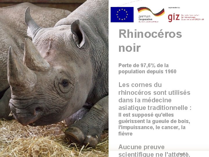 Rhinocéros noir Perte de 97, 6% de la population depuis 1960 Les cornes du