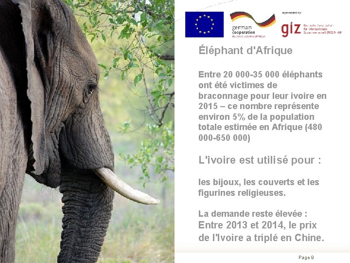 Éléphant d'Afrique Entre 20 000 -35 000 éléphants ont été victimes de braconnage pour