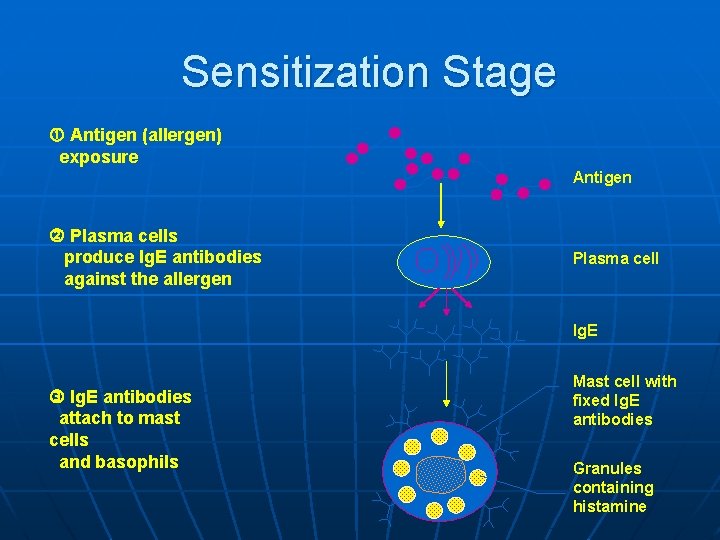 Sensitization Stage Antigen (allergen) exposure Antigen Plasma cells produce Ig. E antibodies against the