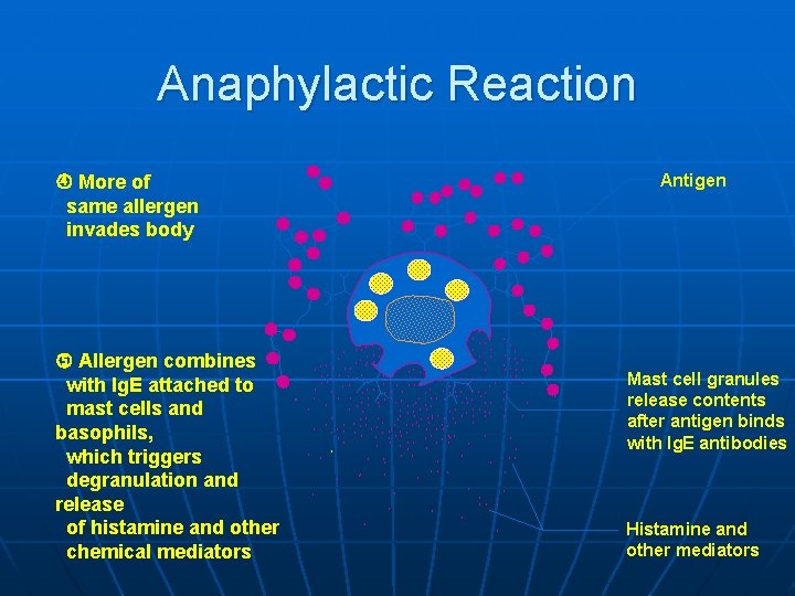 Anaphylactic Reaction Antigen More of same allergen invades body Allergen combines with Ig. E