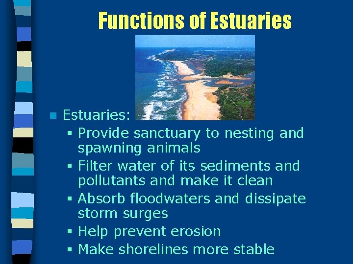 Functions of Estuaries n Estuaries: § Provide sanctuary to nesting and spawning animals §