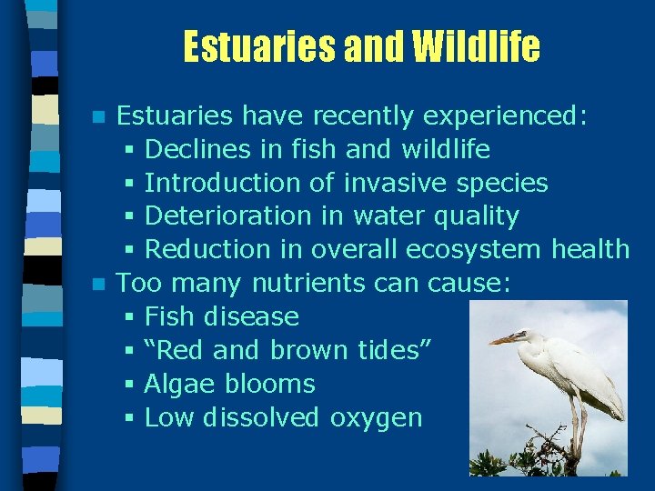Estuaries and Wildlife Estuaries have recently experienced: § Declines in fish and wildlife §
