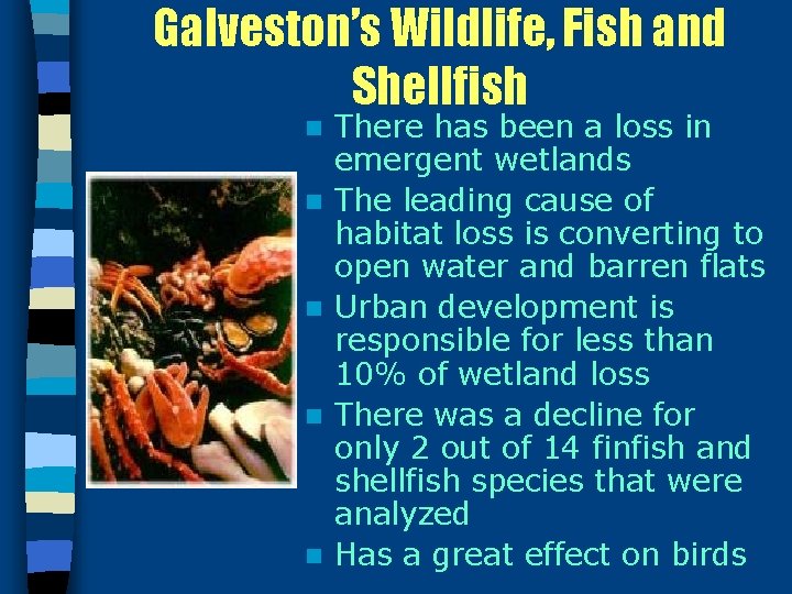 Galveston’s Wildlife, Fish and Shellfish n n n There has been a loss in