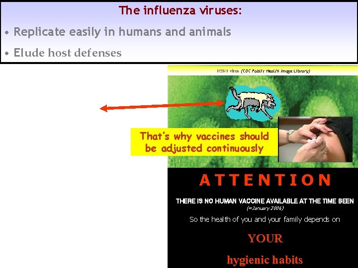 The influenza viruses: • Replicate easily in humans and animals • Elude host defenses