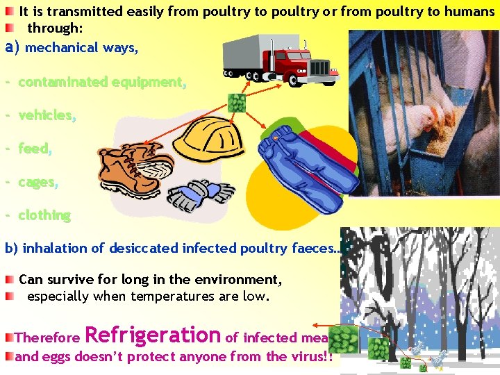 It is transmitted easily from poultry to poultry or from poultry to humans through: