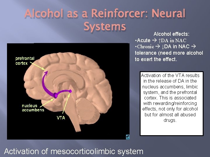 Alcohol as a Reinforcer: Neural Systems Alcohol effects: • Acute ↑DA in NAC •