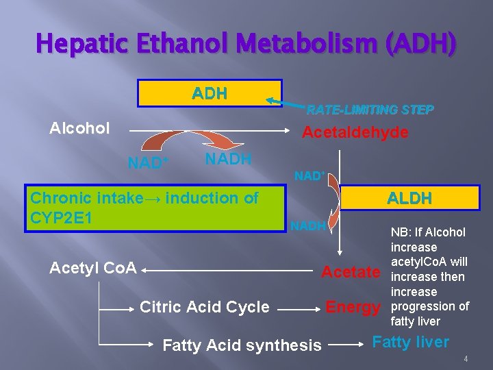 Hepatic Ethanol Metabolism (ADH) ADH RATE-LIMITING STEP Alcohol Acetaldehyde NAD+ NADH Chronic intake→ induction