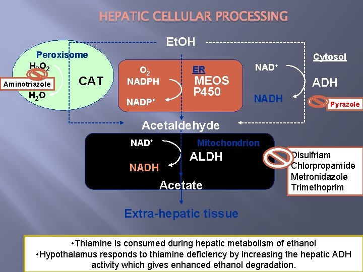 HEPATIC CELLULAR PROCESSING Et. OH Peroxisome H 2 O 2 Aminotriazole H 2 O