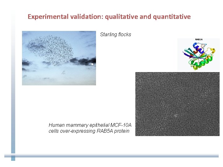 Experimental validation: qualitative and quantitative Starling flocks Human mammary epithelial MCF-10 A cells over-expressing