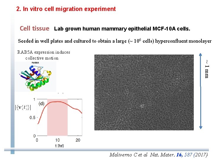 2. In vitro cell migration experiment Cell tissue Lab grown human mammary epithelial MCF-10
