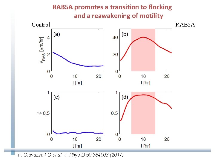 RAB 5 A promotes a transition to flocking and a reawakening of motility Control