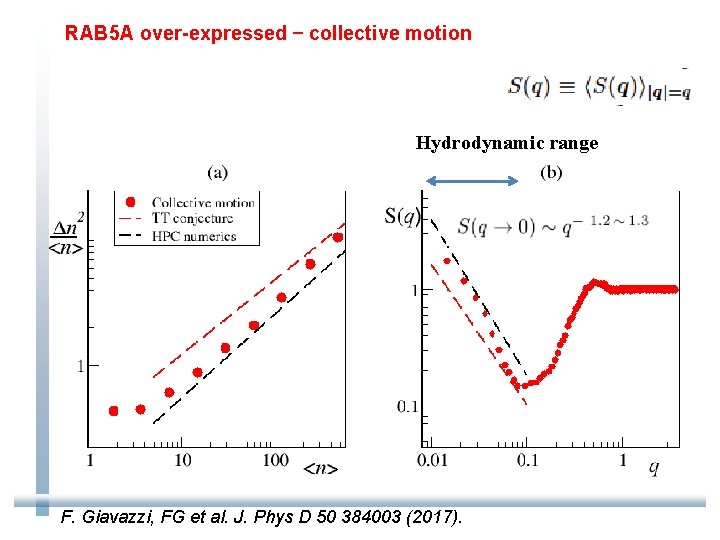 RAB 5 A over-expressed – collective motion Hydrodynamic range F. Giavazzi, FG et al.