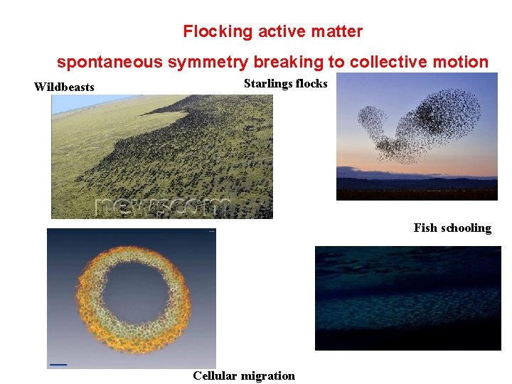 Flocking active matter spontaneous symmetry breaking to collective motion Wildbeasts Starlings flocks Fish schooling