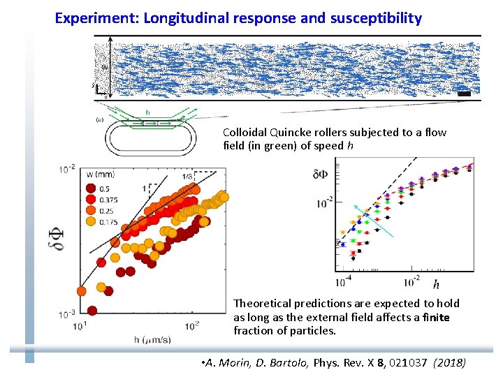 Experiment: Longitudinal response and susceptibility Colloidal Quincke rollers subjected to a flow field (in