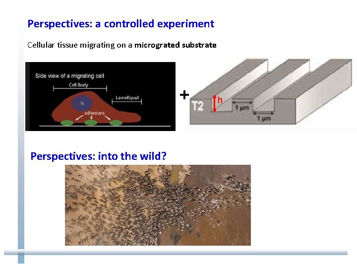 Perspectives: a controlled experiment Cellular tissue migrating on a micrograted substrate + Perspectives: into