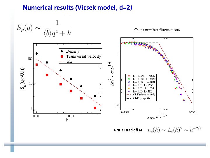 Numerical results (Vicsek model, d=2) GNF cutted off at 