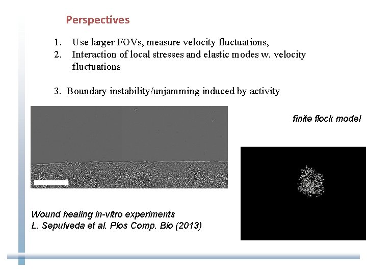 Perspectives 1. 2. Use larger FOVs, measure velocity fluctuations, Interaction of local stresses and