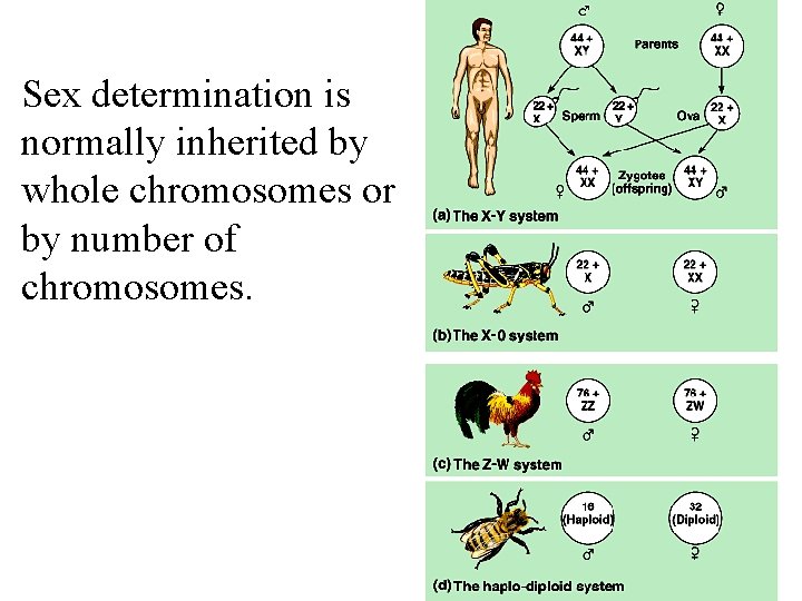 Sex determination is normally inherited by whole chromosomes or by number of chromosomes. 