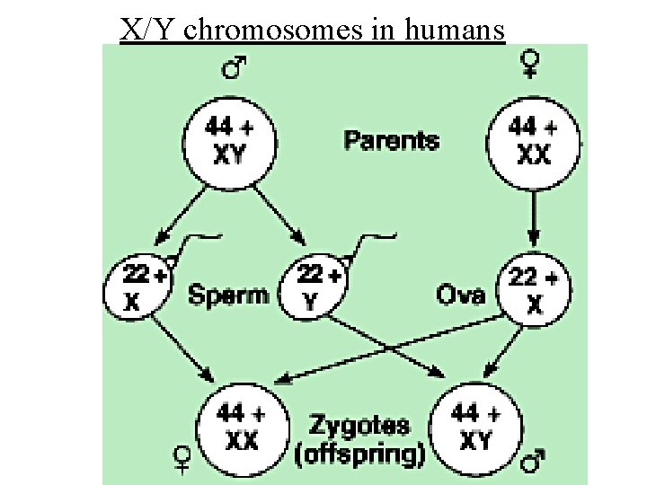 X/Y chromosomes in humans 