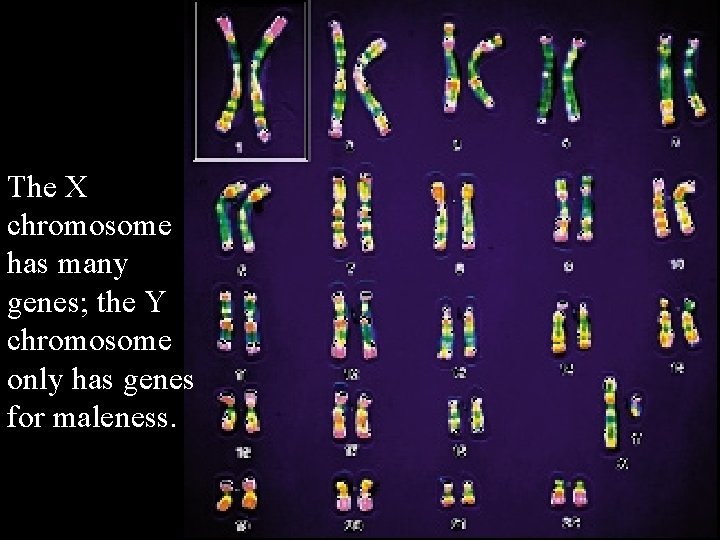 The X chromosome has many genes; the Y chromosome only has genes for maleness.