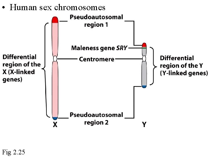  • Human sex chromosomes Fig 2. 25 