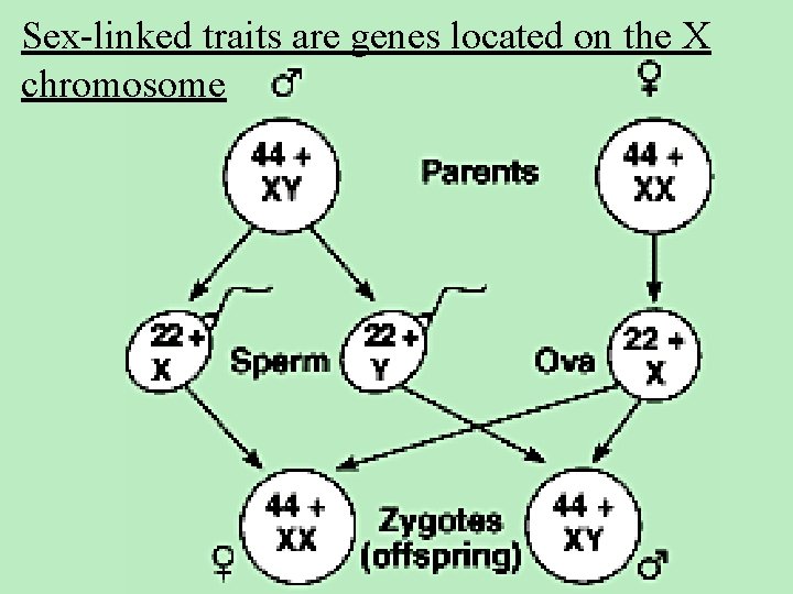 Sex-linked traits are genes located on the X chromosome 