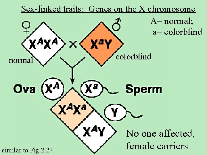 Sex-linked traits: Genes on the X chromosome A= normal; a= colorblind normal similar to