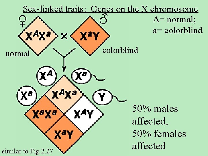 Sex-linked traits: Genes on the X chromosome A= normal; a= colorblind normal similar to